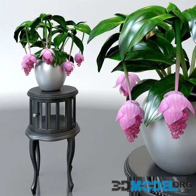 Medinilla magnifica plant on table