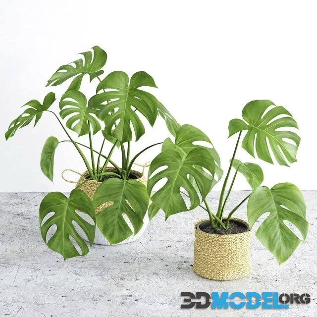 Monstera 3