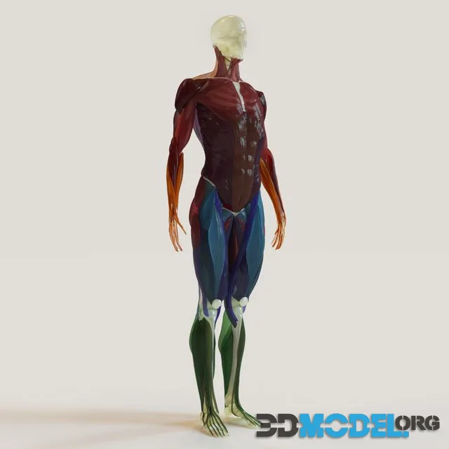muscle groups skeleton system +
