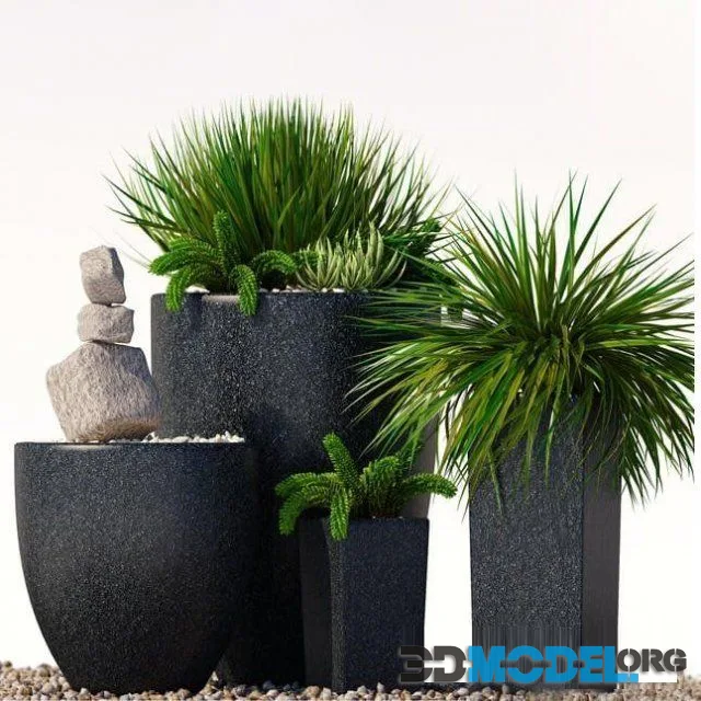 Plants 202