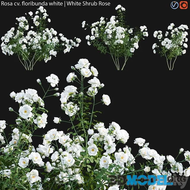 Rosa cv floribunda white White Shrub Rose 02