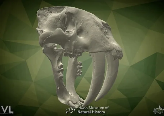 Sabertoothed Cat (Smilodon Fatalis) (PBR)