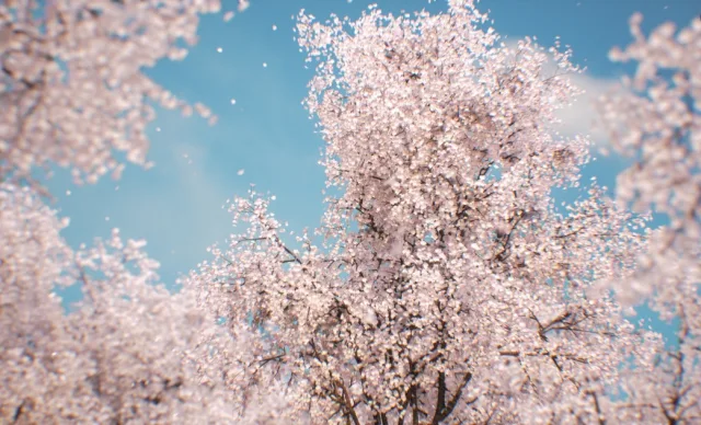 Sakura - Cherry blossom