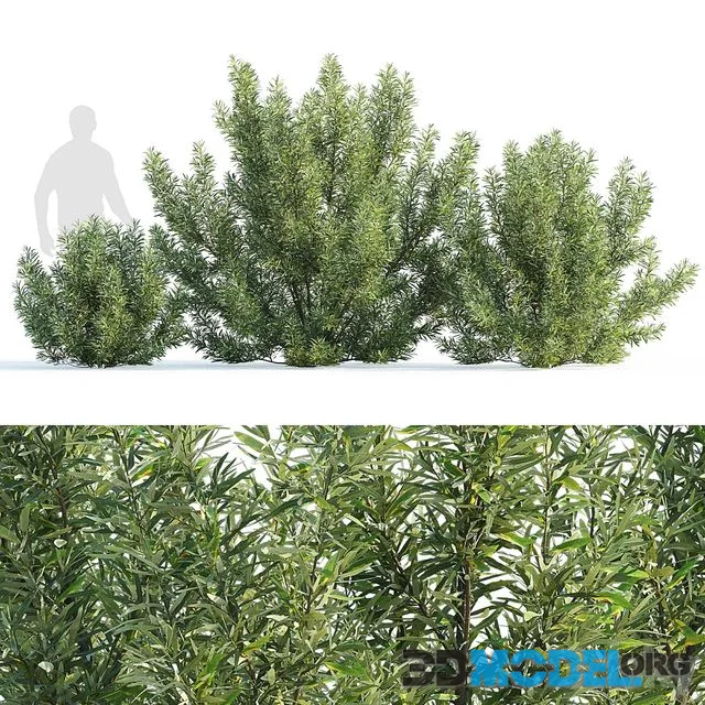 Sea buckthorn bushes set 1 (Hippophae rhamnoides set 1)