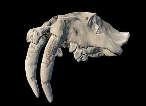 Smilodon (Sabertooth Cat) Skull (PBR)