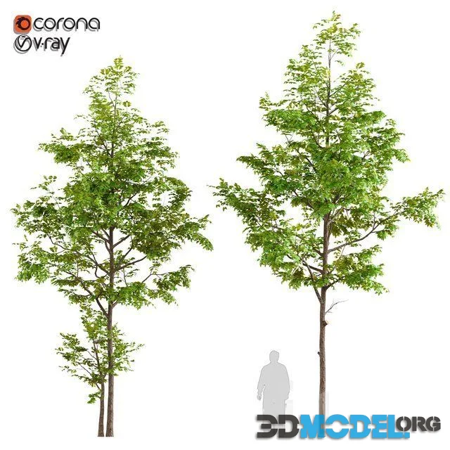 Two Ash Tree