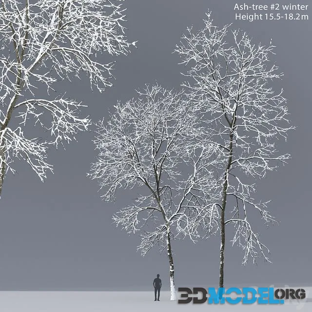Winter Ash 15,5-18,2m