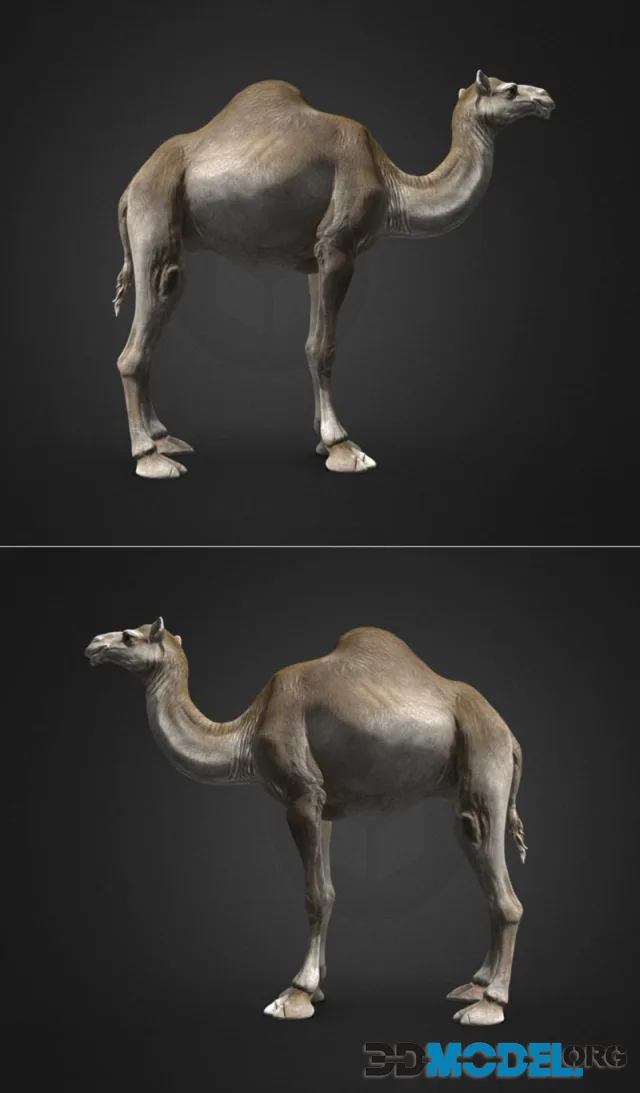 Dromedary Camels - T-Pose – Printable