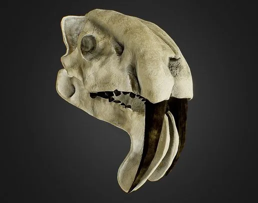 Thylacosmilus Atrox (Sabertooth Marsupial) Skull (PBR)