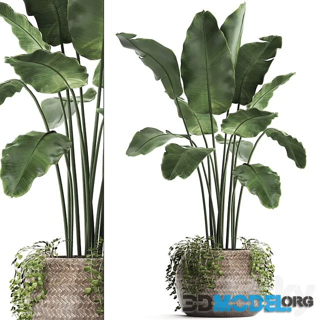 A beautiful lush banana palm bush in a round flower basket made of rattan, strelitzia, Ravenala. Set 412
