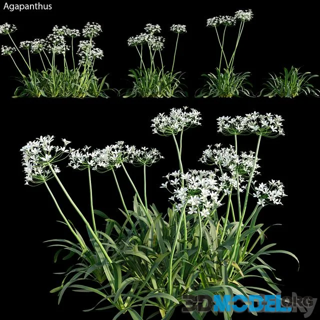 Agapanthus 02