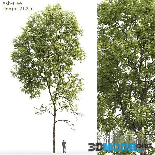 Ash Tree 5