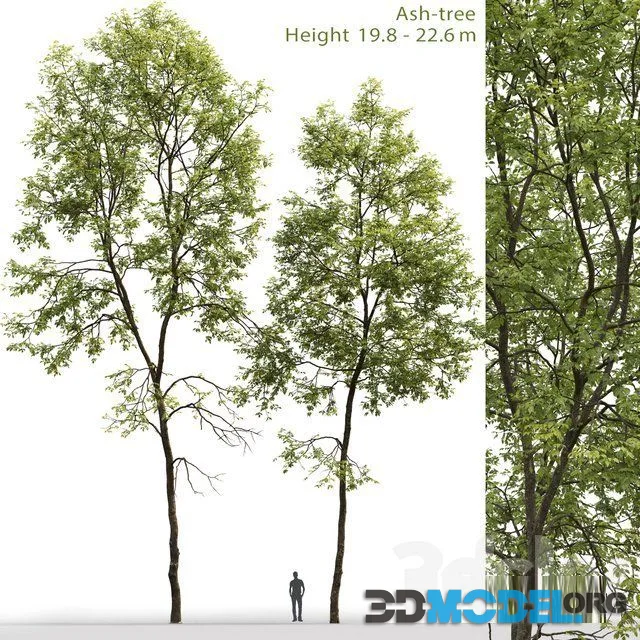 Ash Tree 6