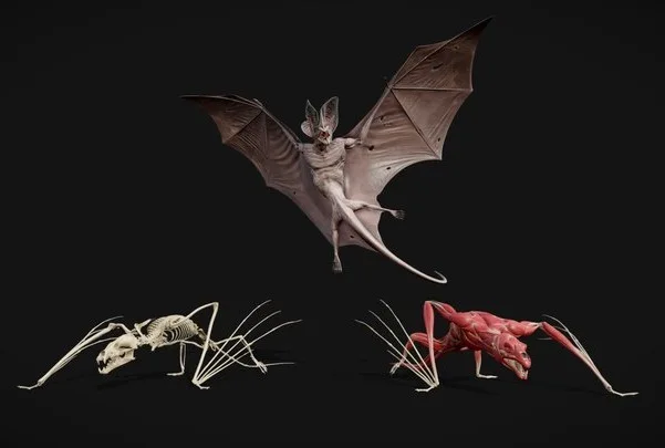 Bat Dragon Anatomy & Animation Study (PBR)