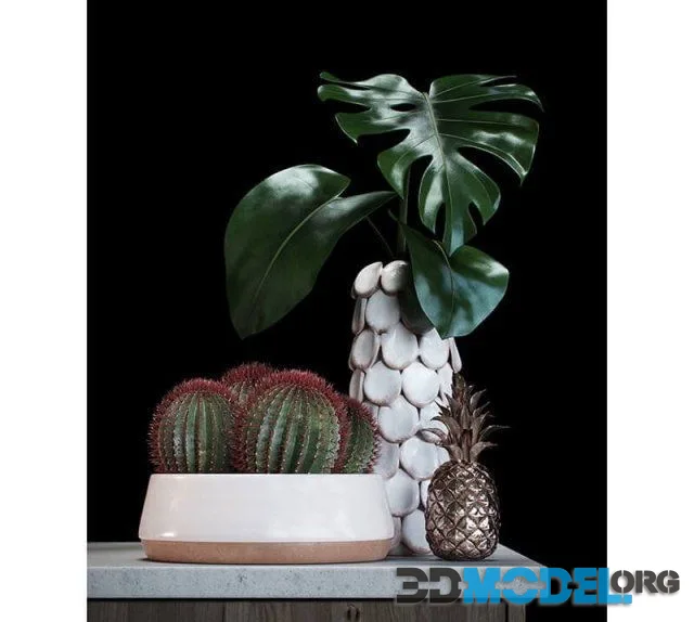 Cacti set