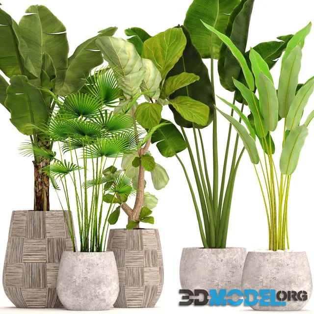 Collection of plants in pots 41