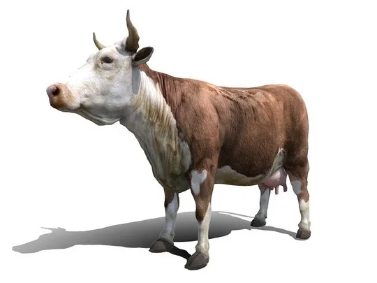 Cow Bull (PBR)