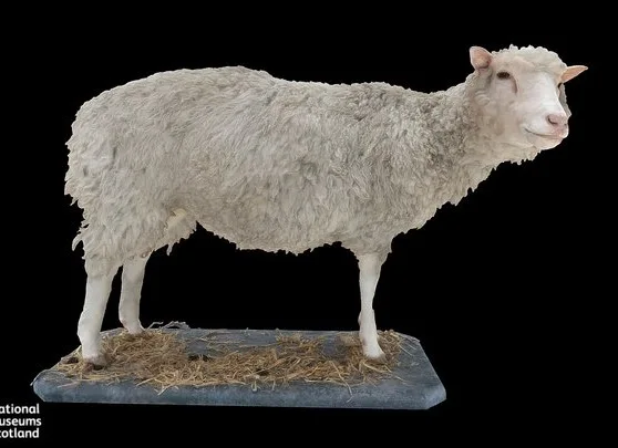 Dolly The Sheep (PBR)