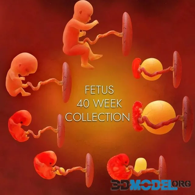 Fetus development (PBR)