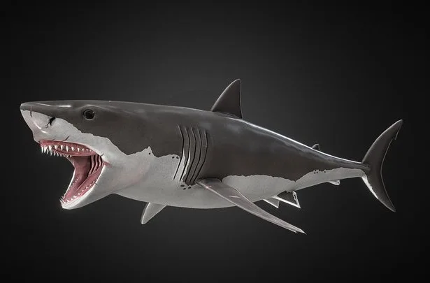 Great White Shark 3 (PBR)