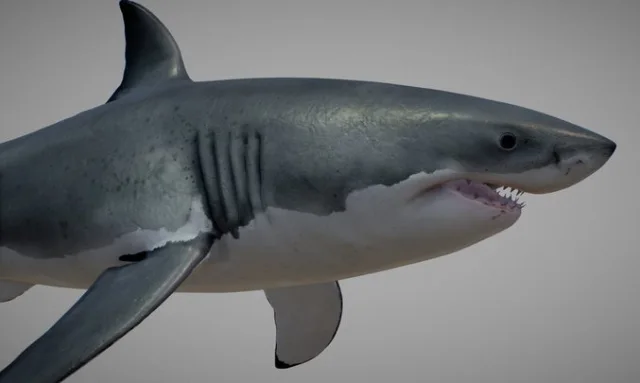 Great White Shark ( Carcharodon Carcharias ) (PBR)