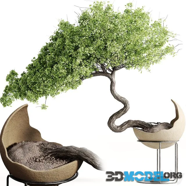 houseplants-indoor-Bonsai-039