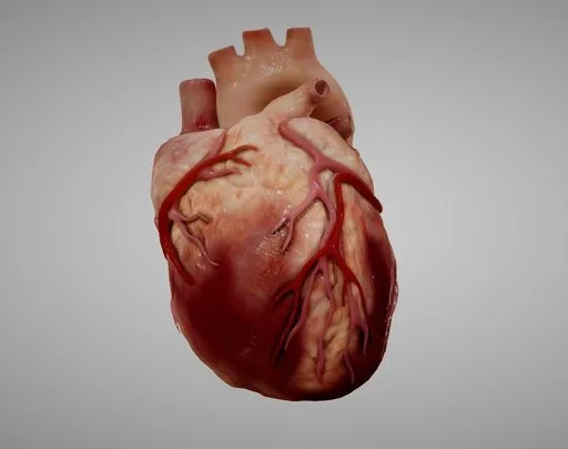 Human Heart (3D Animated) (PBR)