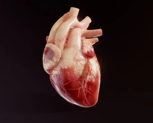 Human Heart Animation (PBR)