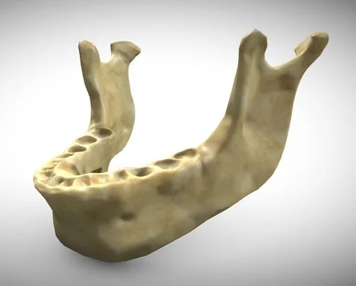 Human Jaw Skeleton (PBR)