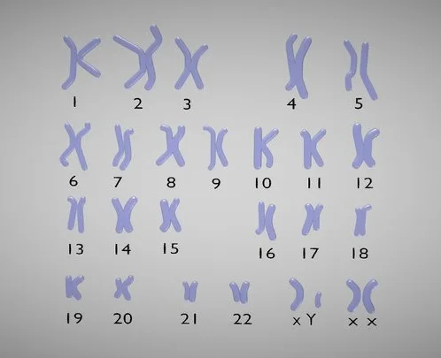 Human Karyotype Male And Female (PBR)
