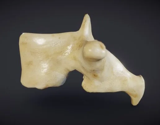 Human Lumbar Vertebrae (PBR)
