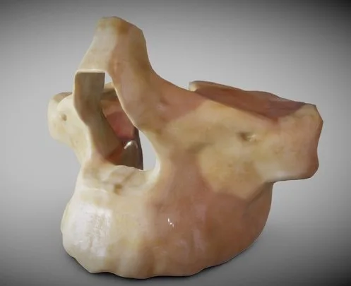 Human Maxilla Bone (PBR)