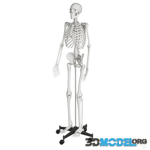 Human skeleton