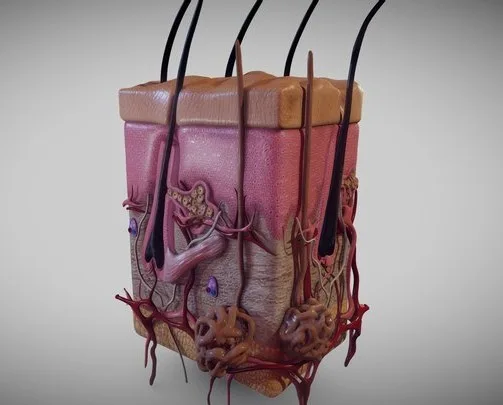 Human Skin Integumentary System (PBR)