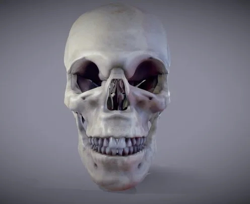 Human Skull Anatomy (PBR)