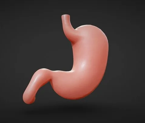Human Stomach Anatomy (PBR)