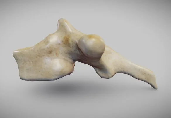 Human Thoracic Vertebra (PBR)