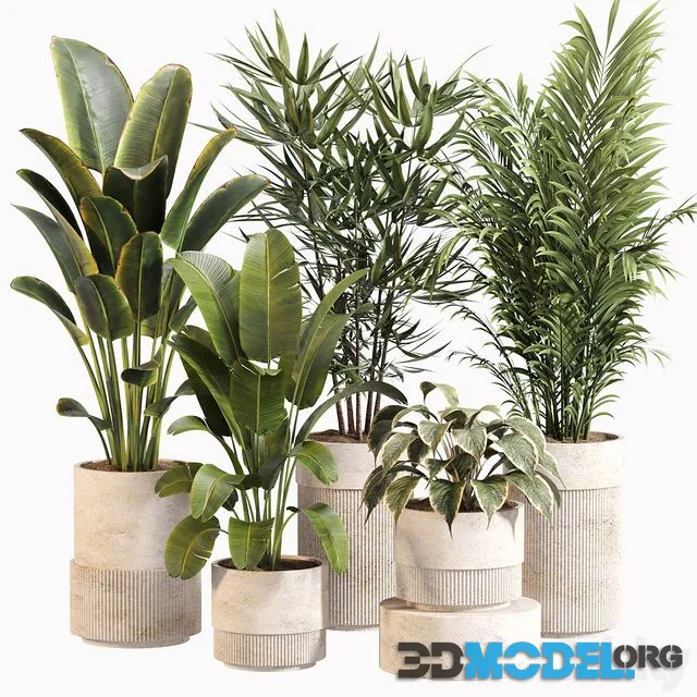Indoor Plant Set 031