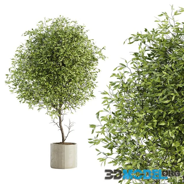 Indoor Plant Set 050