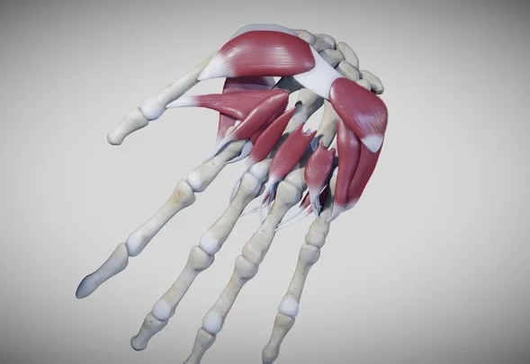 Intrinsic Muscles Of The Hand (PBR)