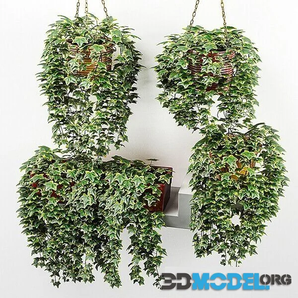 Ivy in pot 1