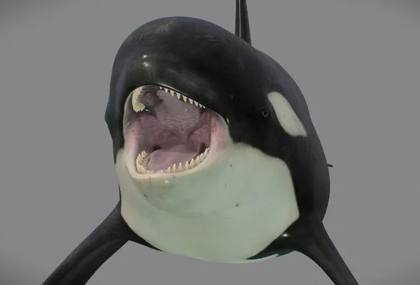 Killer Whale (Orcinus Orca) (PBR)