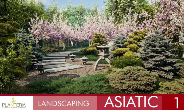 Landscaping Asiatic 1