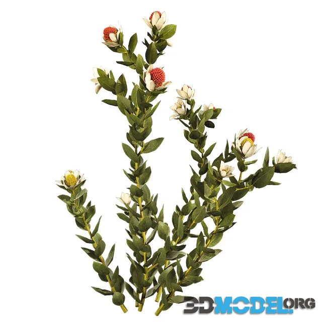 Leucadendron Discolor 01 02