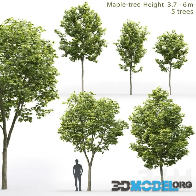 Maple 3,7-6 m