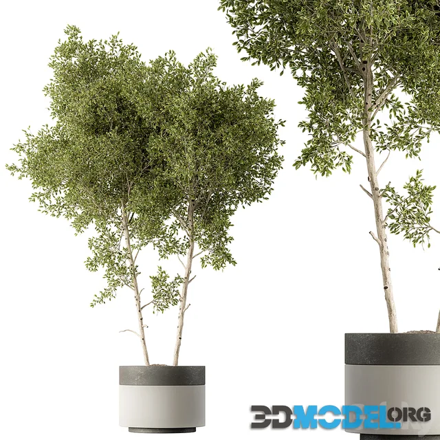 Outdoor Plants 472 Tree in Pot