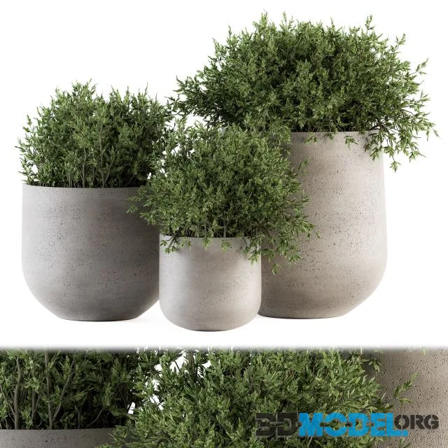 Outdoor Plants tree in Concrete pot – Set 125