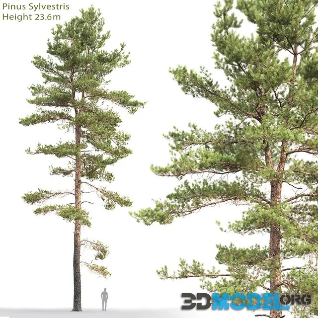 Pinus Sylvestris 18 (23.6m)
