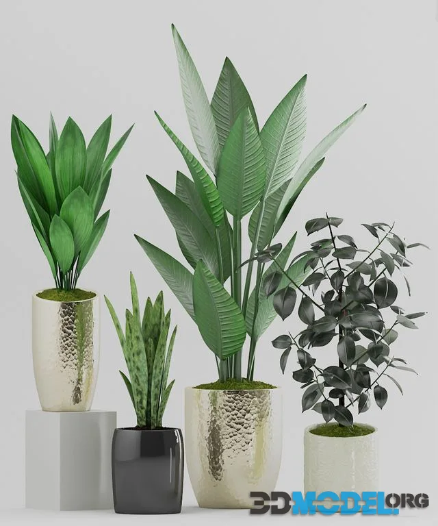 Plant 89