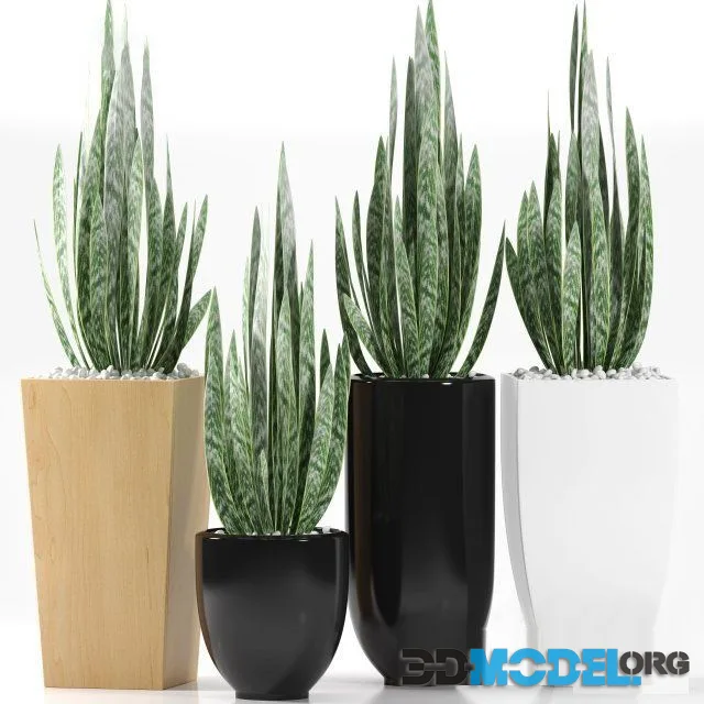 Plants 103